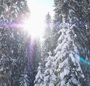 阳光从白雪覆盖的树林中射出