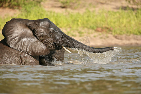 非洲象沐浴塞卢斯国家公园坦桑尼亚非洲