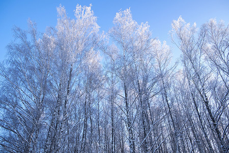 在蓝天的映衬下俄罗斯乌拉尔白雪覆盖的裸树的低视角