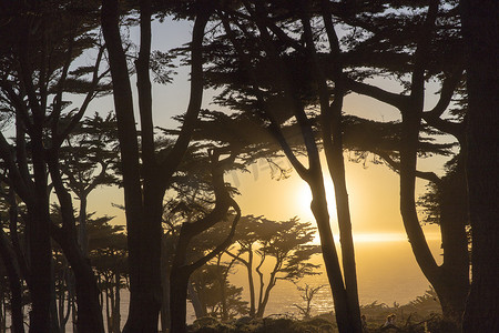 落日流水摄影照片_落日穿过树林落日旧金山美国加利福尼亚州