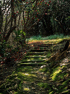树荫下有台阶的小路