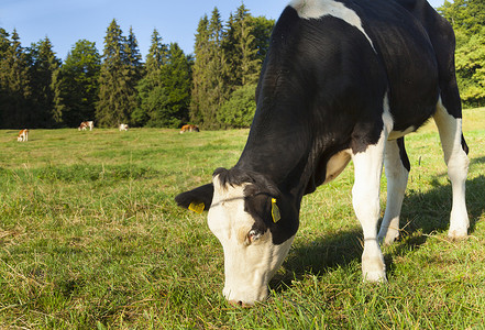 奶牛在田野里放牧