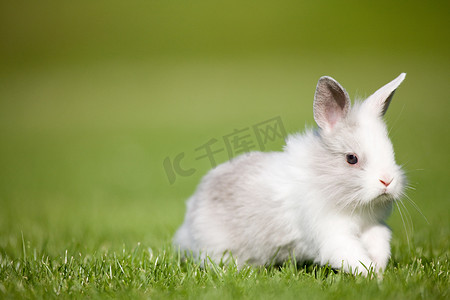 坐在地上摄影照片_一只兔子坐在草地上