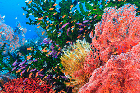 五颜六色的鱼儿在珊瑚礁里游动