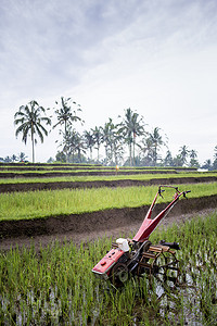 印度尼西亚巴厘岛乌布附近用于耕作稻田的耕作机