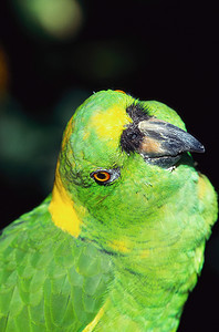 亚马逊黄枕鹦鹉