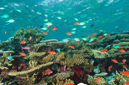环境丰富摄影照片_五颜六色的鱼儿在珊瑚礁里游动