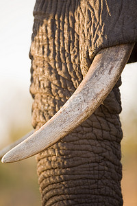非洲象的鼻子和象牙