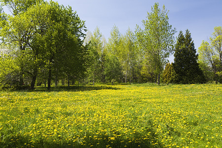 春天绿色的草地上开着黄色的蒲公英花周围是落叶和常绿树