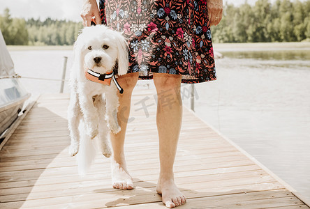 在芬兰奥里维西的湖边码头上一名女子背着一只穿着救生衣的乌尔顿狗
