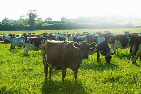 阳光明媚的田野里的奶牛和放牧牛群的肖像