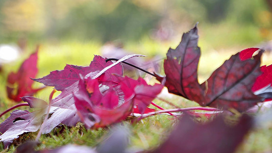 空境摄影照片_拍摄唯美红色枫叶秋天落叶意境空境
