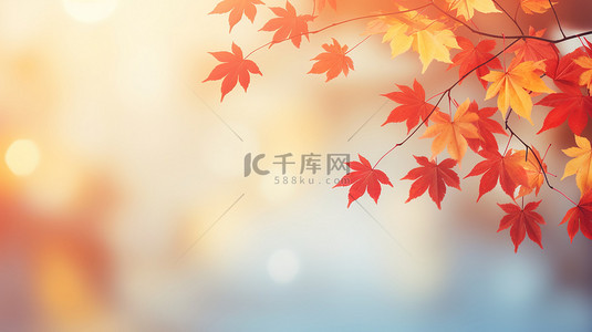 秋季红黄色枫叶秋色背景14