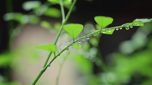 雨天植物上的水滴水珠自然风景