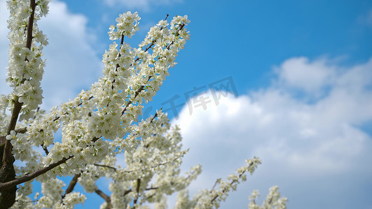 春游踏青旅游摄影照片_重庆潼南油菜花田实拍