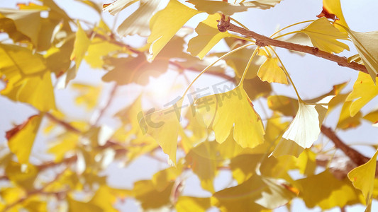 拍摄金色银杏叶风景光晕透过树叶空境
