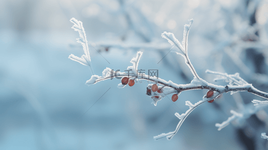 霜降棉花背景图片_二十四节气霜降树枝霜雪枝条