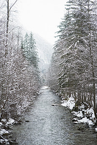 树林摄影照片_穿过雪覆盖的树林的小路