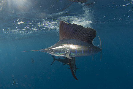 墨西哥昆塔纳鲁奥岛康托伊岛的大西洋旗鱼水下侧视图