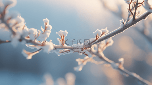 寒露霜降背景图片_二十四节气霜降树枝霜雪枝条