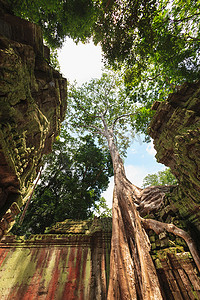 东方世界摄影照片_乡村印度教寺庙上的树木