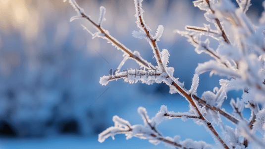 寒露霜降背景图片_二十四节气霜降树枝霜雪枝条