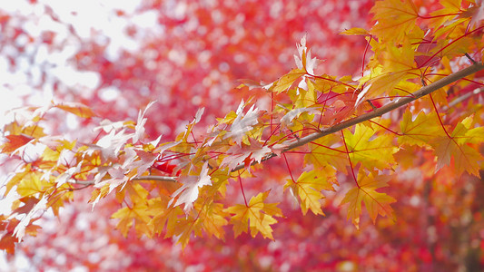实拍秋天风景红枫枫叶