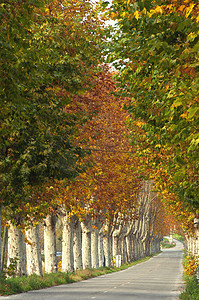 法国普罗旺斯秋天的乡村公路两旁种满了白杨树
