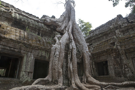 柬埔寨暹粒大树根古庙