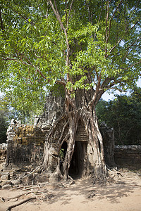 柬埔寨暹粒古寺庙入口处被大树根覆盖