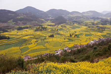 云南罗平山谷油菜盛开的乡村和田间梯田景观中国
