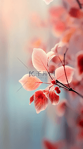 节气霜降背景图片_霜降节气红枫枝叶