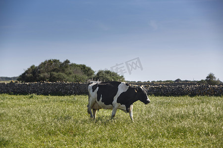 弗里西亚奶牛在田野里吃草