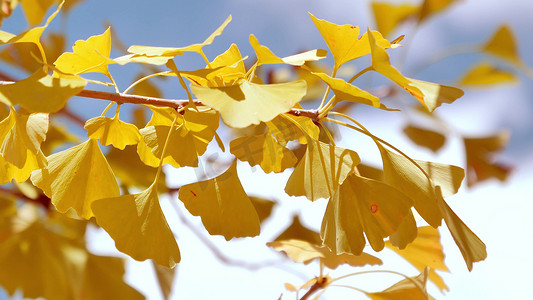 拍摄秋天风吹金色银杏树叶摇曳实拍