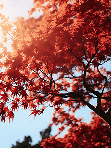 秋天的枫树林摄影秋天 秋季 树叶 树木 植物 特写