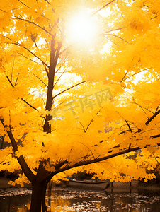 秋天的黄叶树林摄影