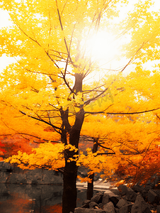 树林摄影照片_秋天的黄叶树林摄影