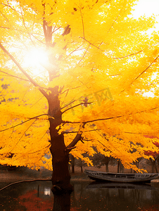 秋天的黄叶树林摄影