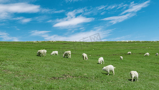 蓝天绿草摄影照片_内蒙古高山草原夏季蓝天白云绿草羊群