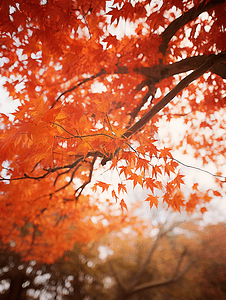 秋天的枫树林摄影