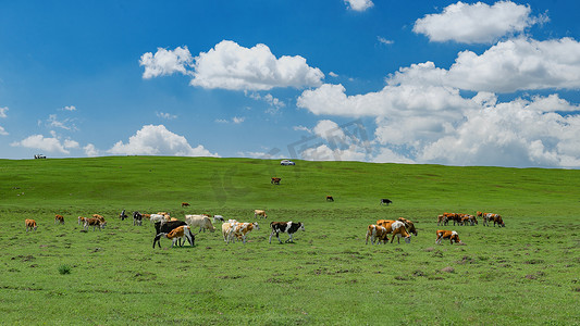 高山蓝天摄影照片_内蒙古高山草原蓝天白云牛