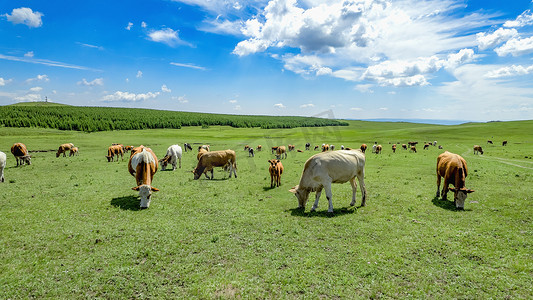 高山蓝天摄影照片_内蒙古高山草原夏季蓝天白云绿草牛群