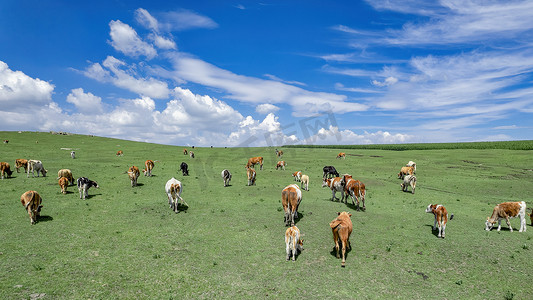 内蒙古高山草原夏季蓝天白云绿草牛群