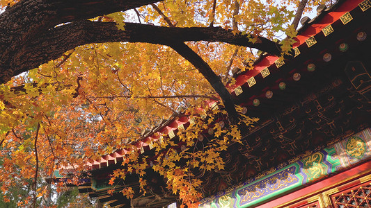 秋天枫叶北京香山建筑