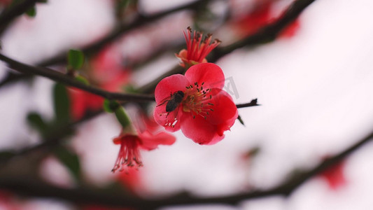 红色花朵上的小蜜蜂春天自然空境