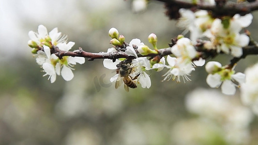 1080特写蜜蜂在早春里盛开的白色桃花上采蜜