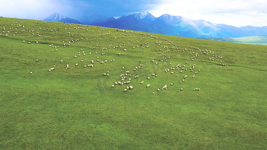 放羊摄影照片_航拍新疆大草原放牧放羊羊群