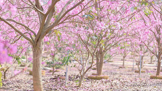 实拍春暖花开小清新粉色风铃花树林唯美自然