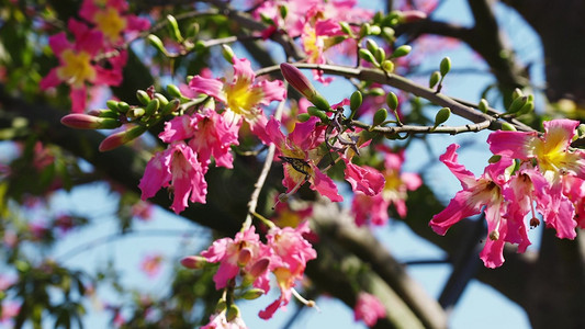 空境摄影照片_实拍唯美粉色花朵植物蝴蝶自然空境