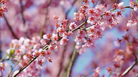 唯美粉色樱花花朵植物空境实拍